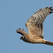 Northern Harrier  "Circus cyaneus"